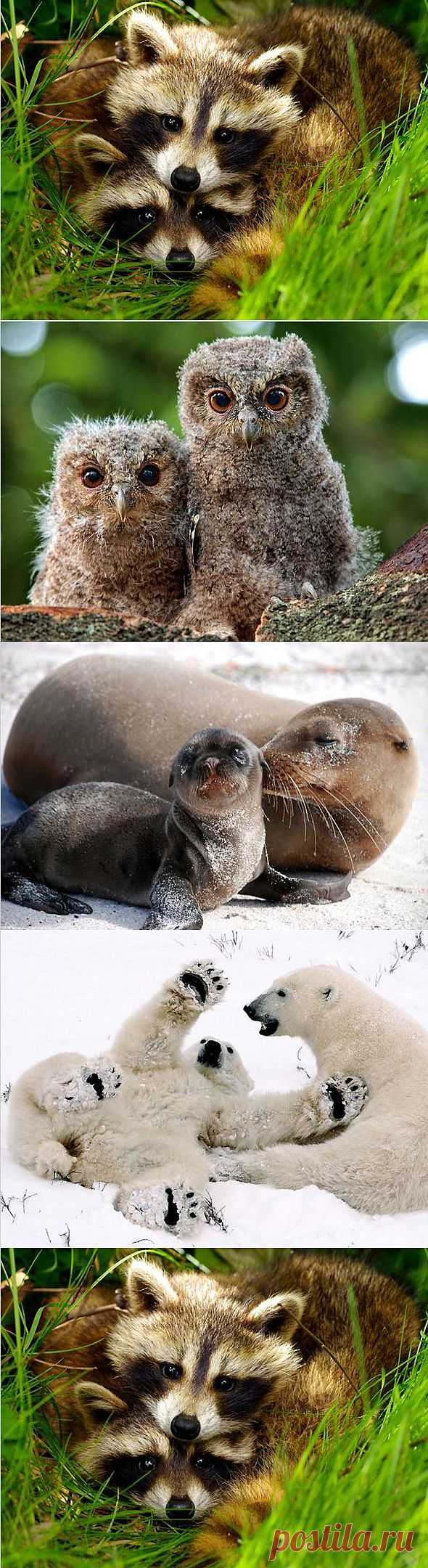 Мир животных: Вдвоем :: NoNaMe