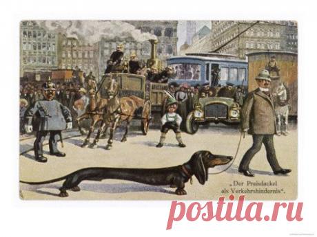 Very Long Dachshund Causes a Problem for Traffic When It Crosses the Road with…