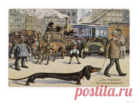 Very Long Dachshund Causes a Problem for Traffic When It Crosses the Road with…