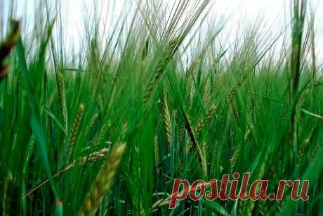 Выращивание сидератов