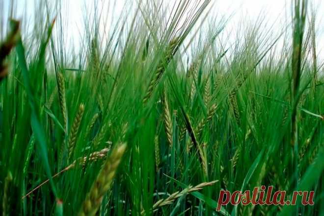 Выращивание сидератов