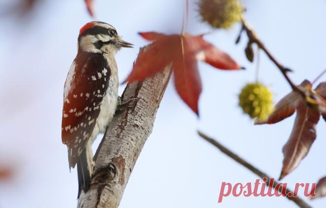 Обои дерево, птица, перья, дятел, хвост картинки на рабочий стол, раздел животные - скачать