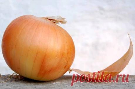 Луковая шелуха в цветоводстве — Талгар - городской портал