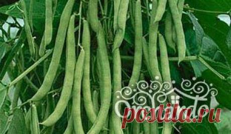 Выращивание спаржевой и стручковой фасоли