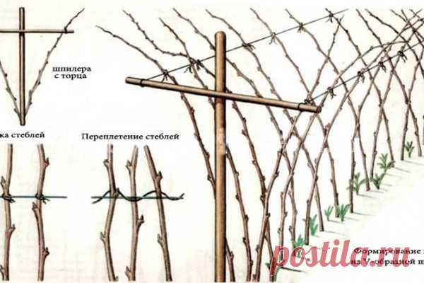 Как сделать, чтобы малины было очень много? Совет первый по уходу за малиной — шпалера



Малину надо обязательно выращивать только на шпалере, это доказано опытом миллионов. При посадке ровными рядами, при установке столбов и проволоки ваша малина каждый год способна давать в 6-8 раз больше ягод и при этом вы получаете максимально возмож