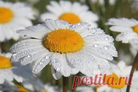 Полезные свойства ромашки.