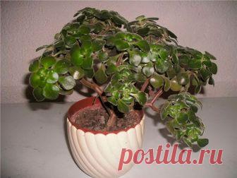 Дерево любви