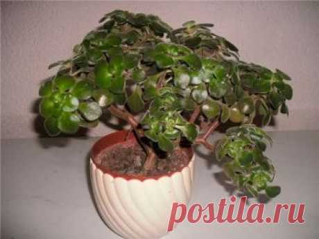 Дерево любви