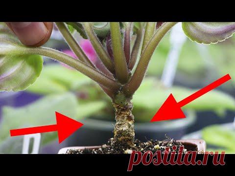 У фиалки ОГОЛИЛСЯ СТВОЛИК! ПРЕДЛАГАЮ 2 ВАРИАНТА РЕШЕНИЯ ЭТОЙ ПРОБЛЕМЫ Что делать с такой фиалкой?