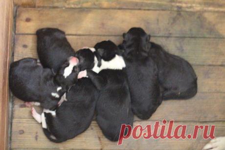 Помощь бездомным животным г.Минска!