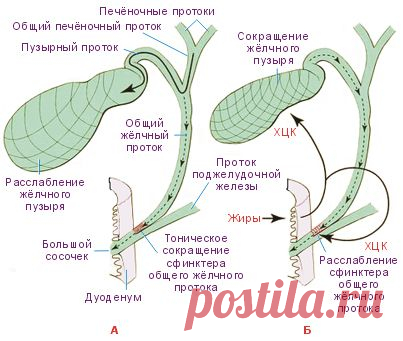 Камни в желчном пузыре… | Я ЗДОРОВ!
