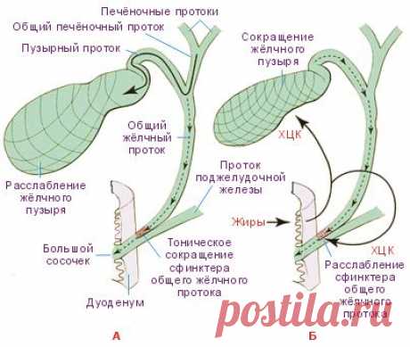 Камни в желчном пузыре… | Я ЗДОРОВ!