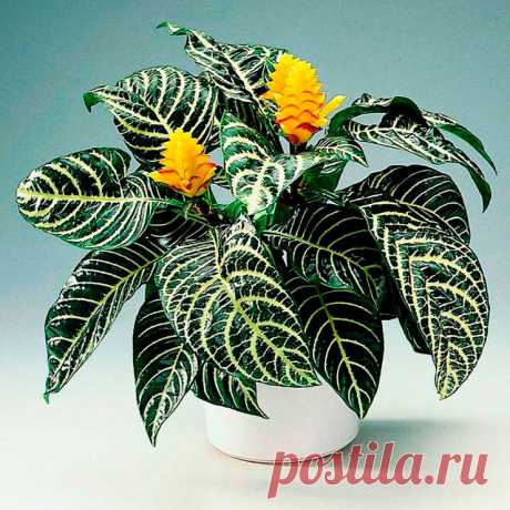 Комнатное растение Афеландра (Aphelandra). Афеландра привлекает внимание своими красными листьями с характерным рисунком. К тому же в течение почти 6-8 недель ее украшает красивое шишкообразное соцветие, достигающее в длину 10-20 см. Цветение происходит весной или летом. При правильном уходе афеландру удается поддерживать в хорошей форме в течение всего года. Высота растения в комнатных условиях невелика - около 30-50 см. Размножение осуществляют верхушечными черенками весной.