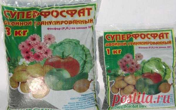 Как и чем удобрять свеклу при посадке и выращивании