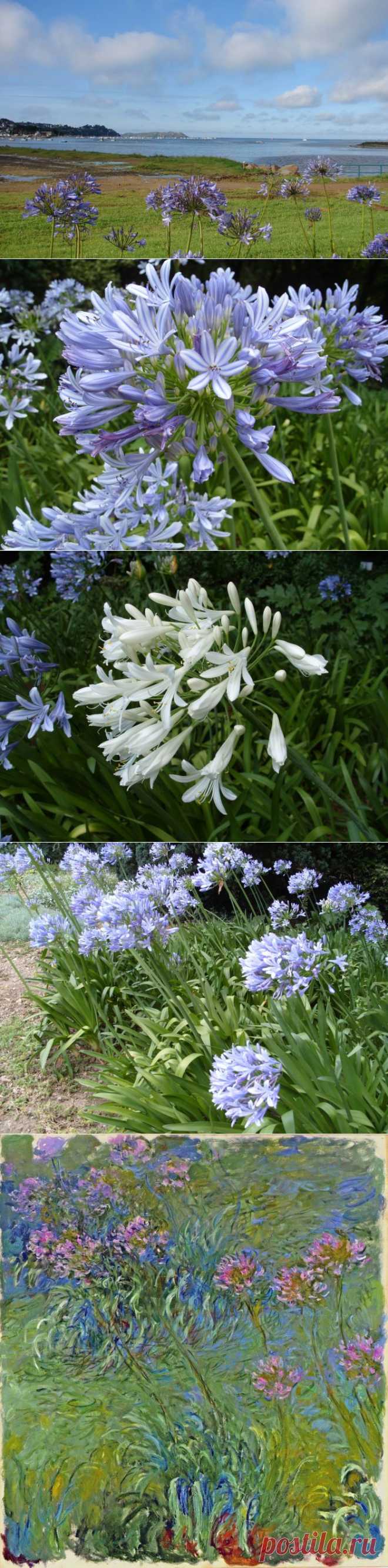 Агапантус - цветок небесной чистоты.
В самой середине лета на юге в садах и парках расцветает «любимый цветок» – агапантус: именно так дословно переводится с греческого название этого прекрасного многолетника, который в центральных и северных регионах больше знают как комнатное растение.