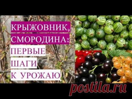 Крыжовник и Смородина. Первые Важные Шаги к Урожаю!