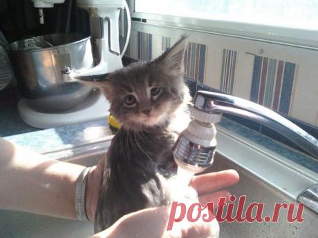 Эти забавные животные » uCrazy.ru - Источник Хорошего Настроения