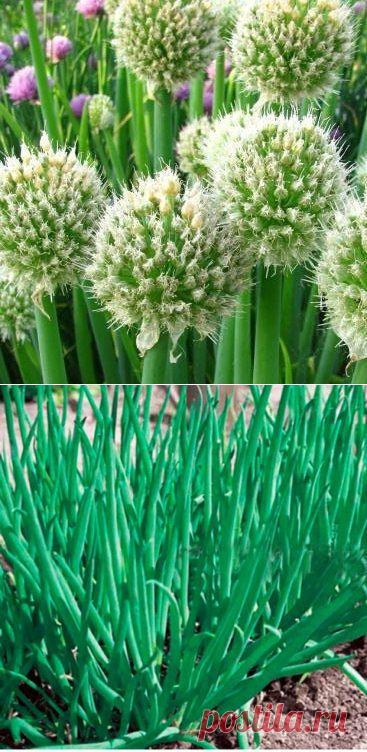 Лук - батун, - основы агротехники и полезные свойства. - Садоводка