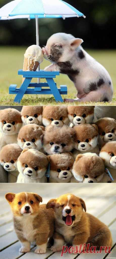 Готовьте запасные мимимиметры, эти детеныши зверей прекрасны