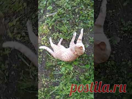 😼 чё пристал