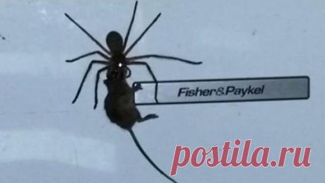 В Австралии паук пытался съесть мышь.: News-glance