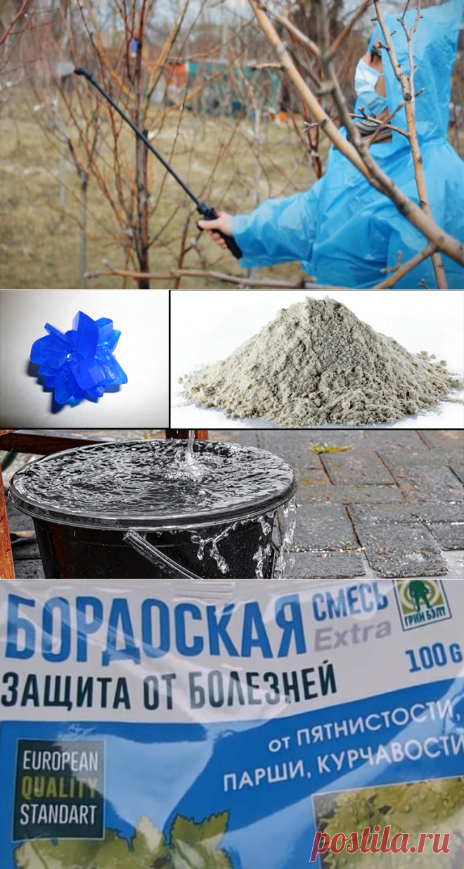 Бордосская жидкость как приготовить своими руками