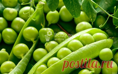 О пользе и вреде популярной бобовой культуры - зеленого горошка Горох польза и вред, удивительные свойства, сорта самого полезного гороха,употребление при беременности, советы по применению, польза для почек и сердца