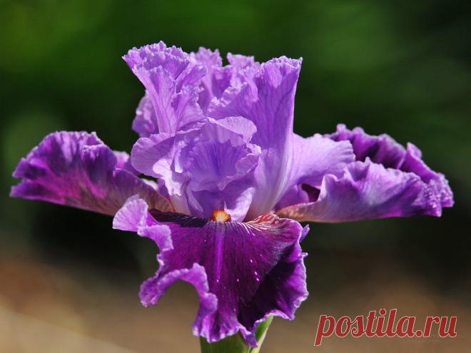 Цветы рабочего стола бесплатно картинка 1152 x 864 Ирисы, 1