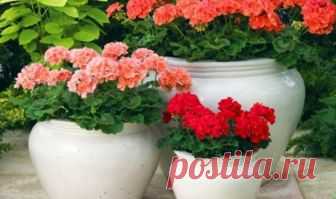 Самый простой рецепт эликсира для пышного цветения герани Об этом простом средстве мне рассказала «дежурная» женщина в Ботаническом саду, когда заметила, что...