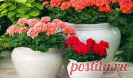 Самый простой рецепт эликсира для пышного цветения герани Об этом простом средстве мне рассказала «дежурная» женщина в Ботаническом саду, когда заметила, что...