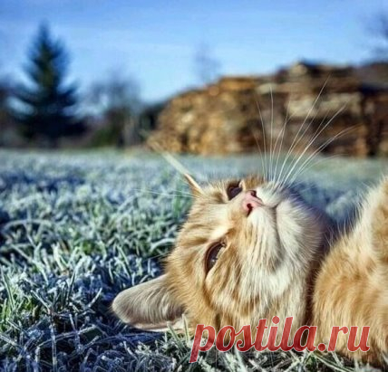 Настроение в понедельник: лежать и просто ждать весну...