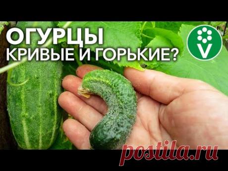 ГОРЬКИХ И КРИВЫХ ОГУРЦОВ НЕ БУДЕТ, если выполнять эти простые правила!