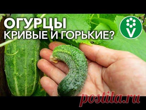 ГОРЬКИХ И КРИВЫХ ОГУРЦОВ НЕ БУДЕТ, если выполнять эти простые правила!
