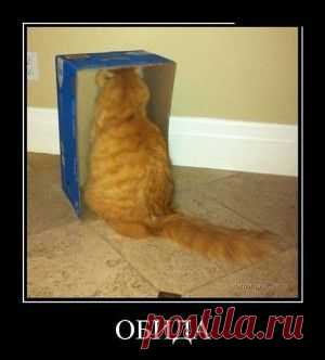 обида