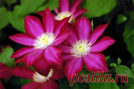 Посадочную яму заполняют смесью из торфа, перегноя (компоста), огородной земли, песка (1:2:2:1), добавляют 2–3 стакана золы, 100–150 г минеральных удобрений, 150–200 г доломитовой муки. В яме делают холмик из приготовленной смеси, аккуратно расправляют по нему корни, присыпают небольшим количеством смеси и увлажняют.
При высоком стоянии грунтовых вод (80–100 см) клематисы сажают на искусственных холмиках, а на дне посадочных ям устраивают дренаж из гальки, гравия, битых кирпичей. На тяжелых поч