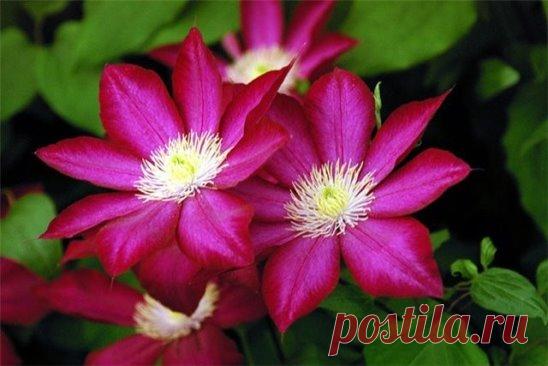 Посадочную яму заполняют смесью из торфа, перегноя (компоста), огородной земли, песка (1:2:2:1), добавляют 2–3 стакана золы, 100–150 г минеральных удобрений, 150–200 г доломитовой муки. В яме делают холмик из приготовленной смеси, аккуратно расправляют по нему корни, присыпают небольшим количеством смеси и увлажняют.
При высоком стоянии грунтовых вод (80–100 см) клематисы сажают на искусственных холмиках, а на дне посадочных ям устраивают дренаж из гальки, гравия, битых кирпичей. На тяжелых поч