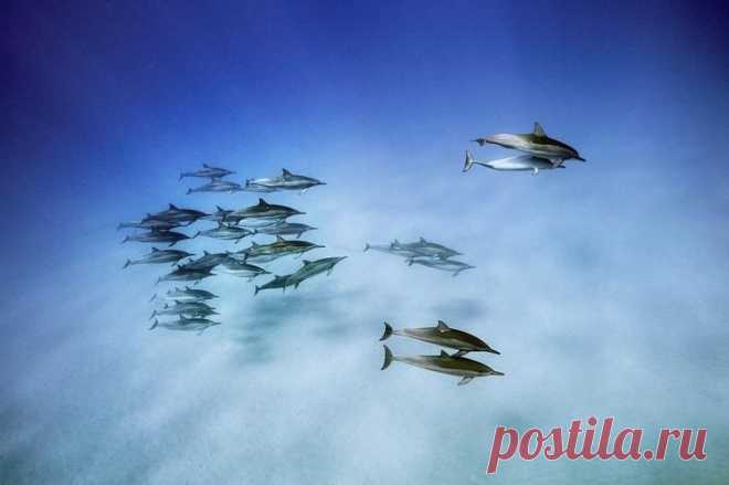 Редкие подводные кадры исчезающей морской жизни