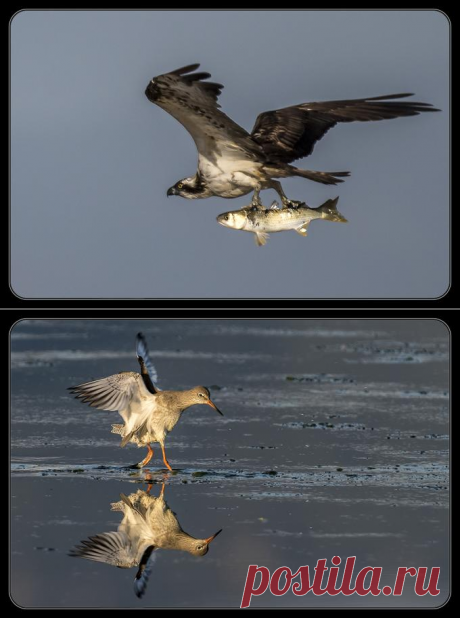 crisponi | photo.net