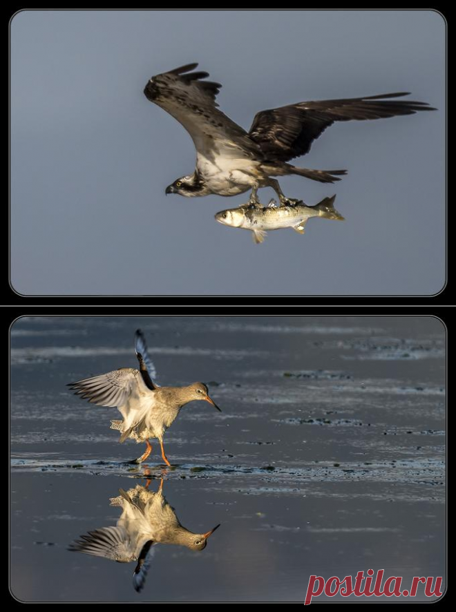 crisponi | photo.net