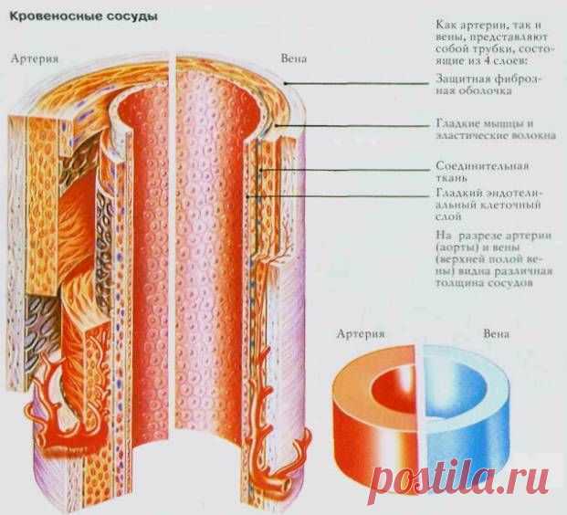 Мягкое очищение сосудов — 7 лучших рецептов