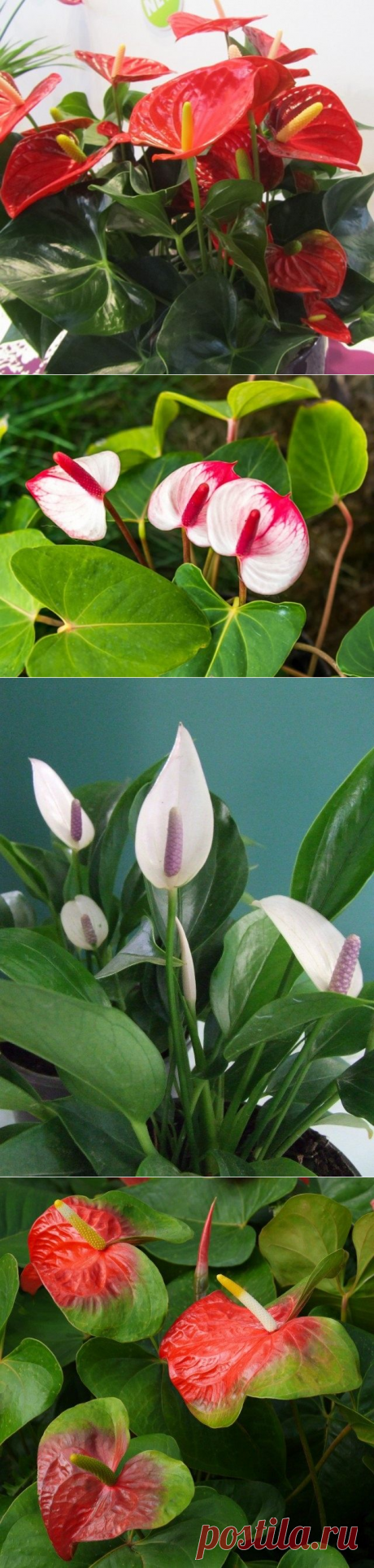 Элегантный модник антуриум.