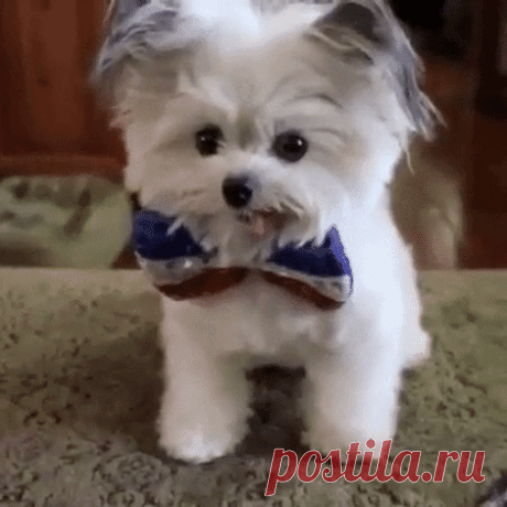 Cute GIF - Find & Share on GIPHY Discover & Share this Cute GIF with everyone you know. GIPHY is how you search, share, discover, and create GIFs.