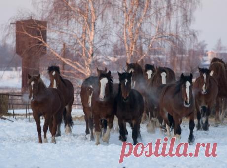 Владимирский тяжеловоз - Мой Сад