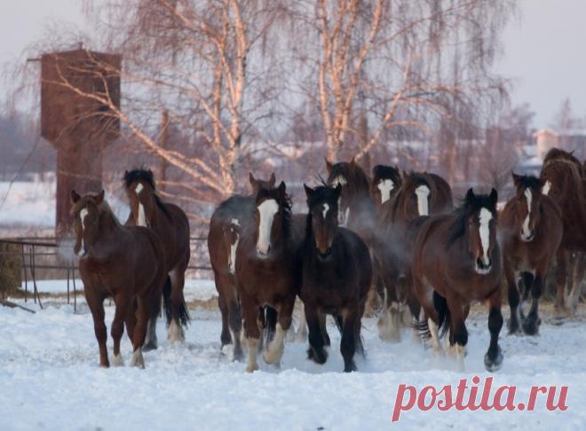 Владимирский тяжеловоз - Мой Сад