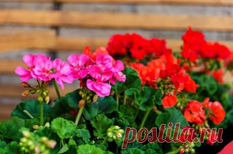 Лучшие удобрения для обильного цветения герани в июне