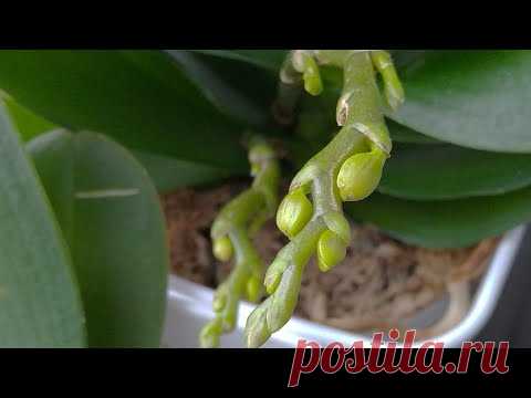 ОТ АКТАРЫ орхидеи ПРУТ как ТАНК? АКТАРА АТАКУЕТ трипсы на орхидеях! СУПЕР РОСТ есть орхидей ПОСЛЕ!