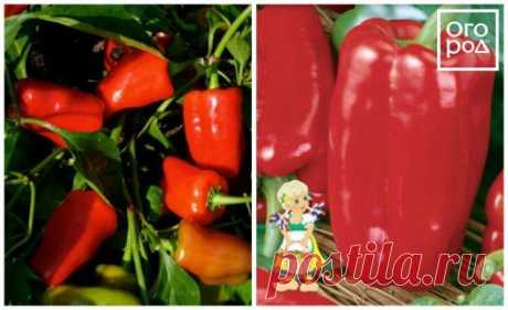 Проверенные сорта толстостенного перца | Перец, баклажаны (Огород.ru)