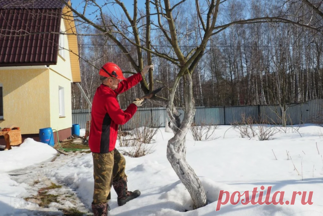 Что делать огороднику в теплую зиму - Дачный участок - медиаплатформа МирТесен