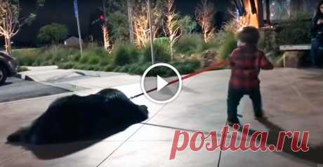 Малыш решил выгулять ньюфаундленда, но забыл об этом предупредить собаку. Море позитива! Малыш решил немного погулять со своей собакой. Вот только возникла небольшая проблемка: животное в росте намного превосходит своего маленького хозяина. И к тому же у пса, очевидно, были совсем другие планы на этот вечер.

P.S. Если Вам понравился ролик, не забудьте поделиться им с друзьями!Источни