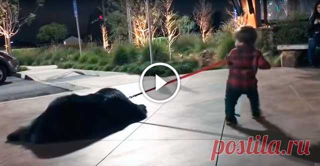 Малыш решил выгулять ньюфаундленда, но забыл об этом предупредить собаку. Море позитива! Малыш решил немного погулять со своей собакой. Вот только возникла небольшая проблемка: животное в росте намного превосходит своего маленького хозяина. И к тому же у пса, очевидно, были совсем другие планы на этот вечер.

P.S. Если Вам понравился ролик, не забудьте поделиться им с друзьями!Источни